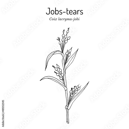 Jobs tears or adlay millet Coix lacryma-jobi , edible and medicinal plant.