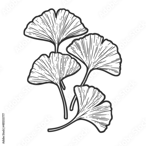 Ginkgo biloba tree leaf sketch engraving vector illustration. T-shirt apparel print design. Scratch board imitation. Black and white hand drawn image.