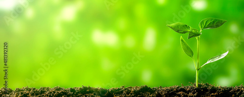 a Green seedling growing on the ground in spring