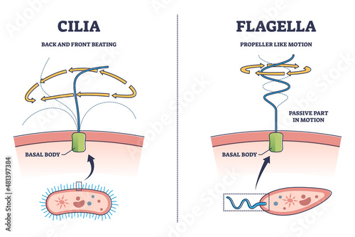 Cilia and flagella biological structure difference comparison outline diagram. Labeled educational microorganisms closeup view with basal body and bacteria motion types explanation vector illustration