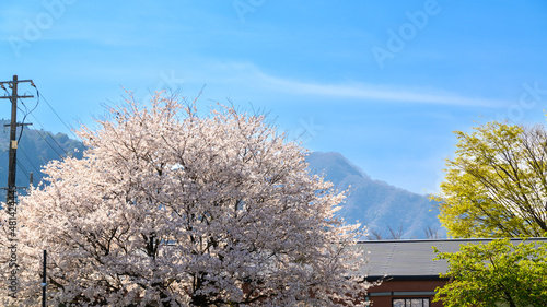 桜咲く阿蘇山観光「道の駅から観る風景」 Sightseeing Mt. Aso where cherry blossoms bloom "Landscape seen from the roadside station" 日本2021年(春)撮影(南阿蘇村久木野) Taken in 2021 (Spring), Japan (Kukino, Minamiaso Village) (九州・熊本県)