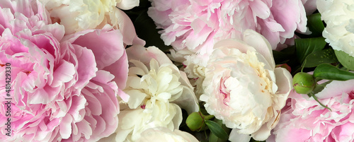 pink and cream peonies close-up