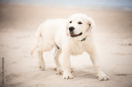 Szczeniak rasy golden retriver na plaży 