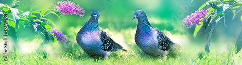Multi-colored dove in the garden on a background of lilac flowers. Spring summer bright image. Banner format.