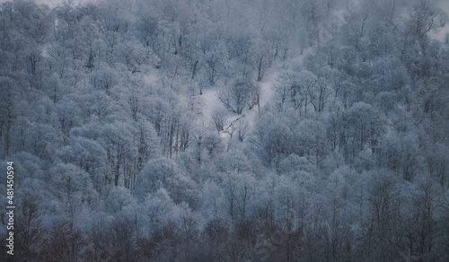 Snowed forest aerial view from drone