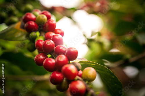 coffee arabica plant , ripe red coffee fruits - Coffea arabica, cultivation, Guatemala, Central America