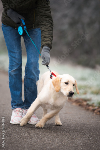 The white puppy is walking. The dog is learning to walk on a leash.