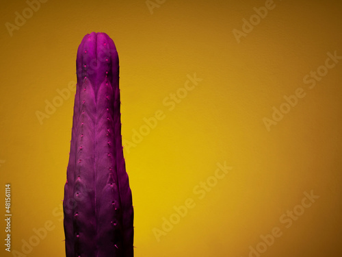 Purple Trichocereus Cactus virato con luce flash viola su sfondo giallo, fotografia creativa in studio