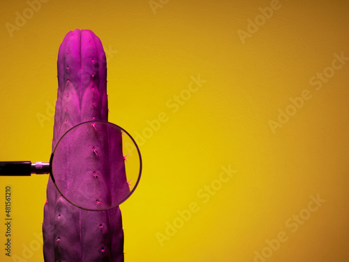 Purple Trichocereus Cactus virato con luce flash viola su sfondo giallo e lente di ingrandimento
