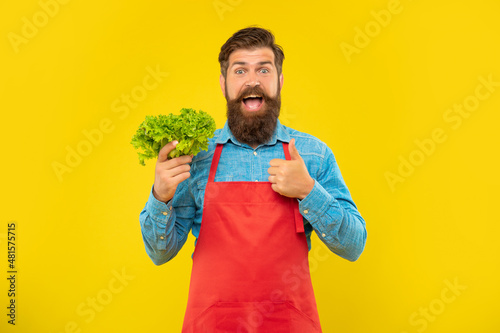 Happy man in apron giving thumb holding fresh leaf lettuce yellow background, greengrocer