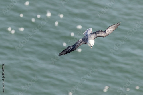 Fulmar (Fulmarus glacialis) in flight