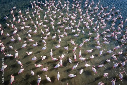Flamingos in izmir , Aerial View. Flamingos texture