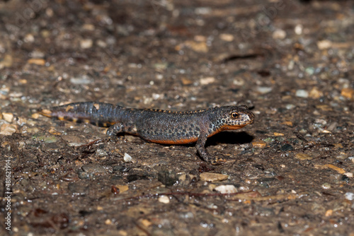 Bergmolch (Triturus alpestris) Männchen