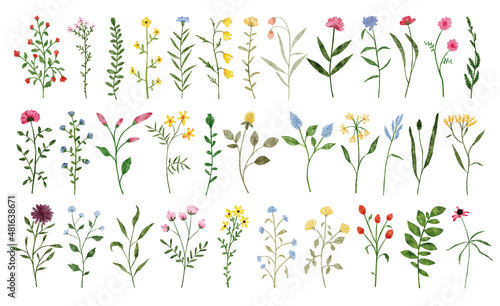 Watercolor wildflower collection. Botanical spring summer flowers set. Garden floral greenery wild flowers. Nature wild herbs illustrations isolated on white background