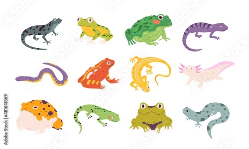 Cartoon exotic amphibian and reptiles, lizards, newts, toads and frogs. Tropical animals, gecko, triton, salamander and axolotl vector set
