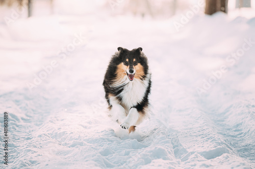 Young Shetland Sheepdog, Sheltie, Collie Fast Running Outdoor In Snowy Park. Playful Pet In Winter Forest. Young Shetland Sheepdog, Sheltie, Collie Fast Running Outdoor In Snowy Park. Playful Pet In