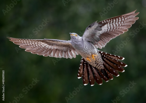 Cuckoo in flight