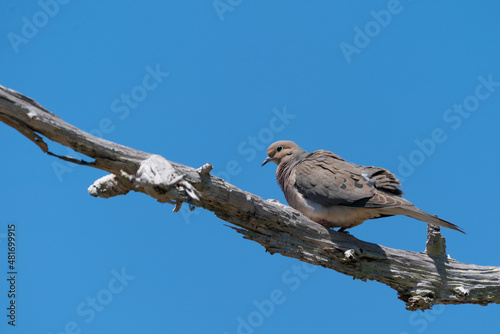 mourning dove (Zenaida macroura)