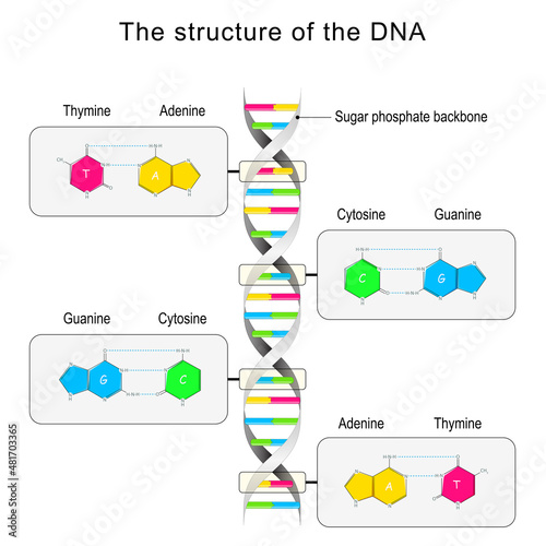 DNA structure. Base pairing and nucleotide