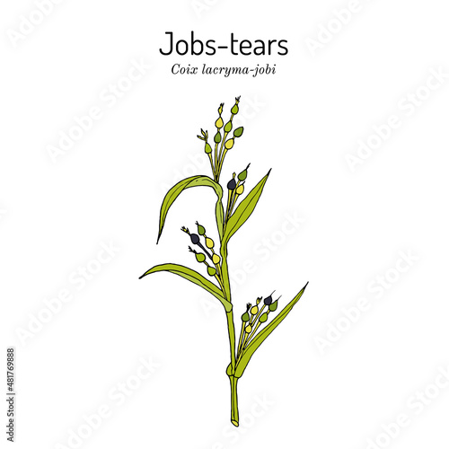 Jobs tears or adlay millet Coix lacryma-jobi , edible and medicinal plant.