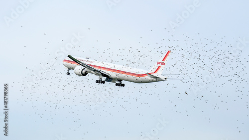 Boeing 777-300ER Through a crowd of birds