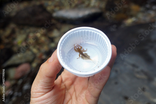 Mayfly nymphs in a plastic sample collection cup on hand. benthic animals used as biological indices. Natural science.