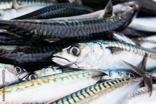 Lots of fresh mackerel close-up. Fresh mackerel background.