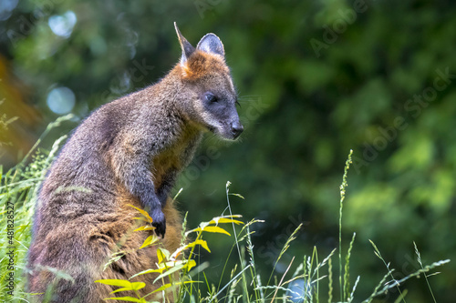 Swamp wallaby Wallabia bicolor sitting