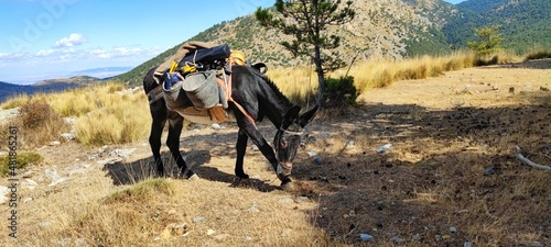 Donkey carrying equipment through the Sierra de Baza Natural Park.