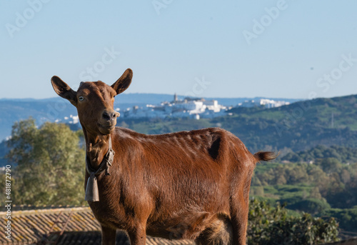 agriculture, alive, andalusia, animal, atlantic, background, cadiz, close-up, country, country side, countryside, dairy, domestic, domestic animal, europe, farm, father, field, forest, goat, goat bree