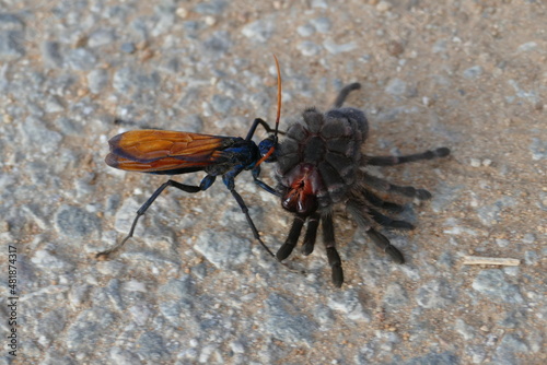 Tarantula hawk 