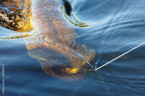 big pike with lure in the mouth