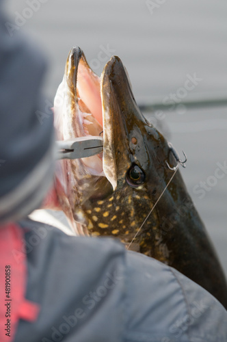 removing hook from northern pike 