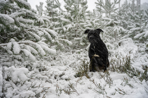Zamieć śnieżna, zmarznięty mokry pies siedzący w środku zimowego lasu, silne opady śniegu. 