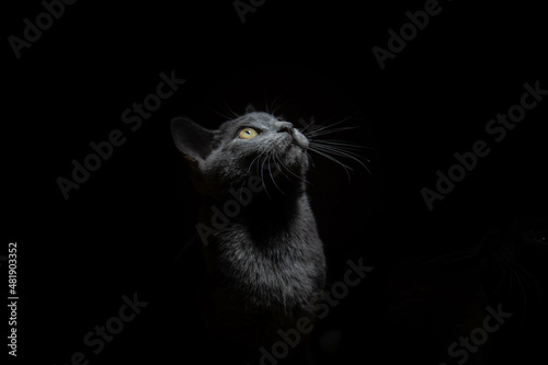 portrait of a beautiful russian blue cat on a black background