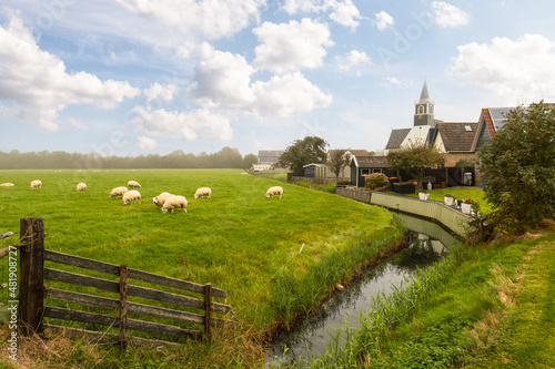 Sheep graze peacefully near the village of Oudeschild on the Dutch island of Texel.