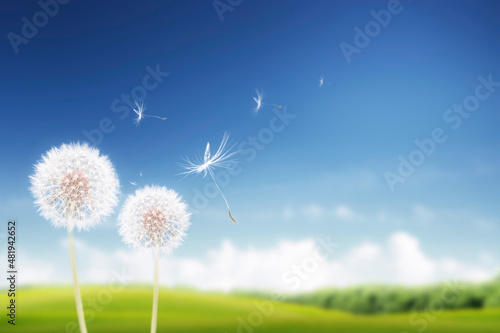 The dandelion flowers that convey spring and the spores flying over the clear blue sky are beautiful. 