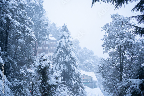 Winter forest in the mountains, Dalhousie, Himachal Pradesh, India