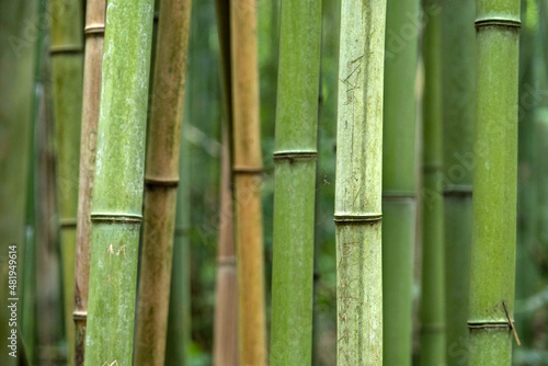 Close-up View of Bamboo Trees in the Park, Background Texture