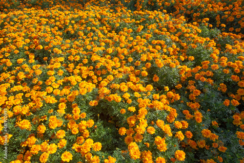 Beautiful Pot Marigold Flowers in garden