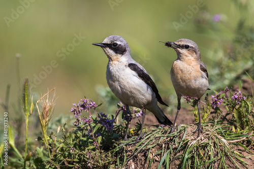 Steinschmätzer (Oenanthe oenanthe) Männchen