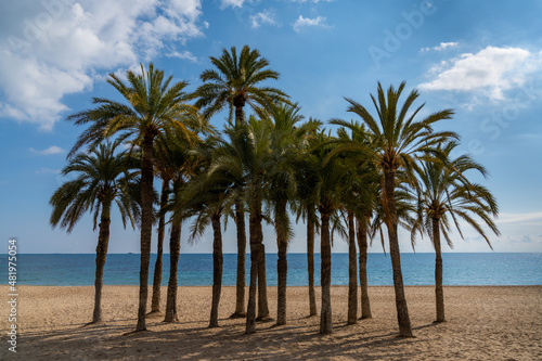 group of lush green palm trees on a secluded golden sand beach with calm ocean behind