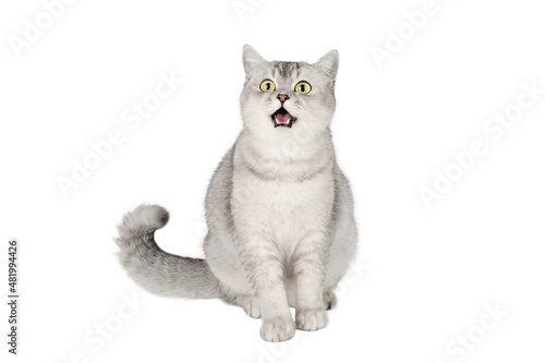 light gray cat with yellow eyes isolated
