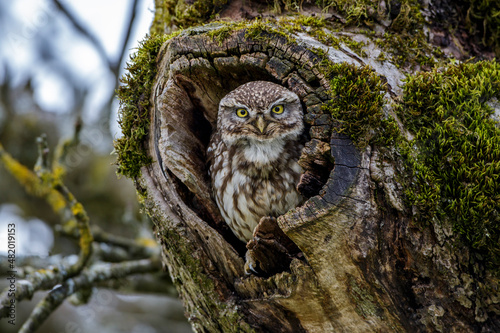 Steinkauz (Athene noctua)