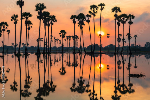 sugar palm tree farm with reflection at sunrise