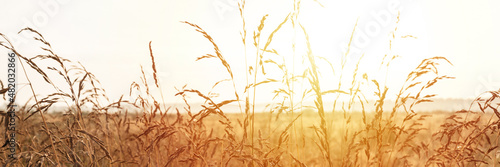 autumn natural landscape of golden brown dry withered pampas grass straw in the background light of white sky against the horizon of the field. morning russian dawn in meadow on nature. banner. flare