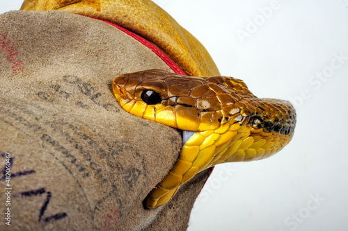 Schlange beißt in Lederhandschuh // Snake bites leather glove - Yellow-bellied puffing snake // Gelbkehl-Zischnatter (Pseustes sulphureus)