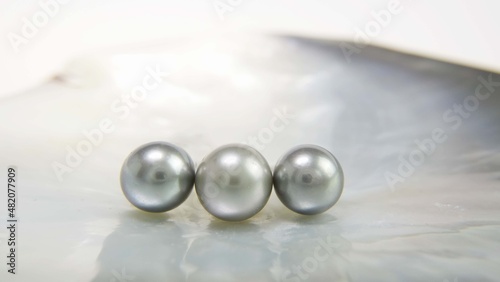 White pearl in a shell. A gray pearl in an open mother-of-pearl oyster. Background for jewelry. Pearls on a white background.