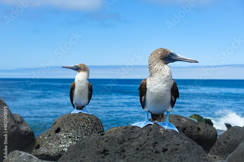 Blue footed boobies on Galapagos Island St. Cristobal sitting on the shore looking in opposite directions