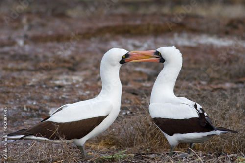 Nazca booby Sula granti Galapagos